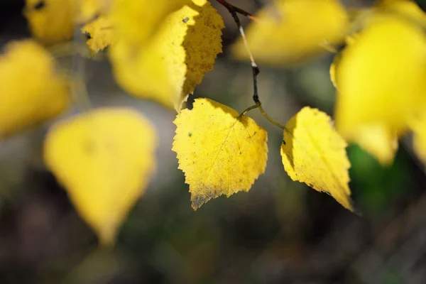 Κίτρινα Χρυσά Φύλλα Του Φυλλοβόλου Δέντρου Στο Δάσος Κοντά Μακρο — Φωτογραφία Αρχείου