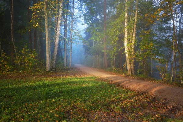 Ścieżka Przez Las Tajemniczej Porannej Mgle Naturalny Tunel Kolorowych Drzew — Zdjęcie stockowe