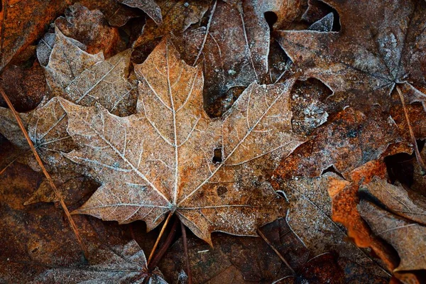 Forest Floor Brown Maple Leaves Crystal Clear Hoarfrost Texture Background — Stock Photo, Image