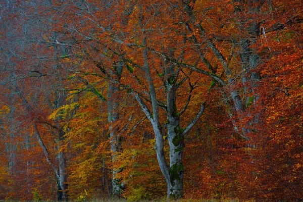 Живописный Пейзаж Темно Таинственного Букового Леса Могучие Деревья Желтые Красные — стоковое фото