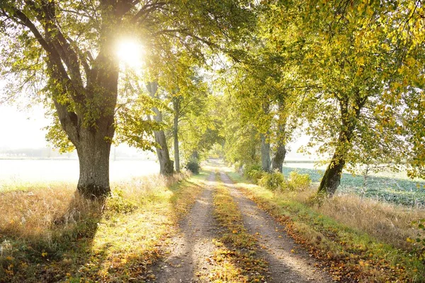 Single Lane Rural Road Alley Linden Trees Sunrise Golden Sunlight — Stock Photo, Image