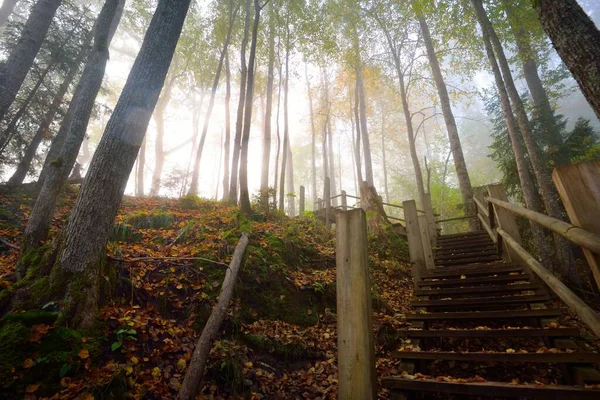 Vista Ángulo Bajo Escalera Del Bosque Madera Una Niebla Del — Foto de Stock