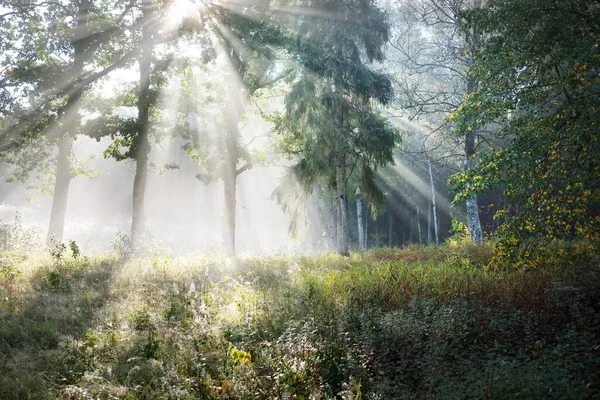 Pintoresco Paisaje Del Bosque Oscuro Una Misteriosa Niebla Amanecer Rayos —  Fotos de Stock