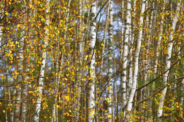 Foresta Betulla Dorata Foglie Verdi Arancioni Gialle Rosse Primo Piano — Foto Stock