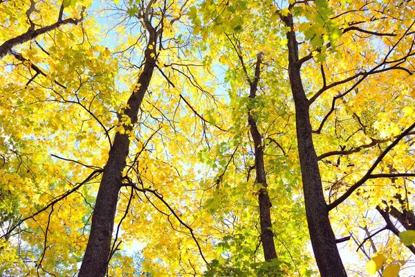 Χαμηλή Γωνιακή Άποψη Των Φυλλοβόλων Δέντρων Πολύχρωμα Πράσινα Κίτρινα Πορτοκαλί — Φωτογραφία Αρχείου