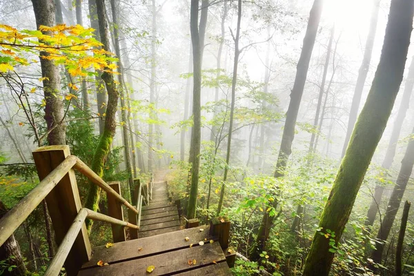 Vista Ángulo Alto Escalera Del Bosque Madera Una Niebla Del — Foto de Stock