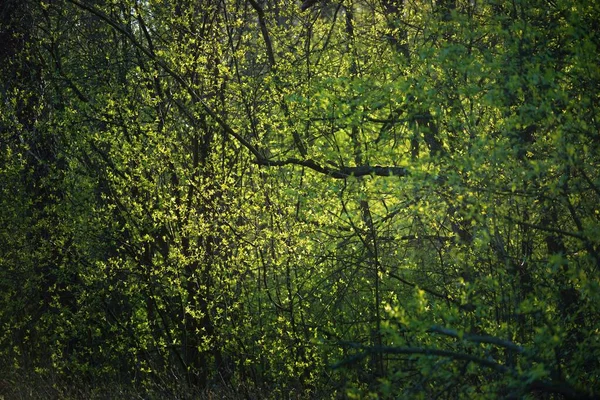 Árvores Musgosas Velhas Arbustos Jovens Por Sol Close Folhas Verdes — Fotografia de Stock