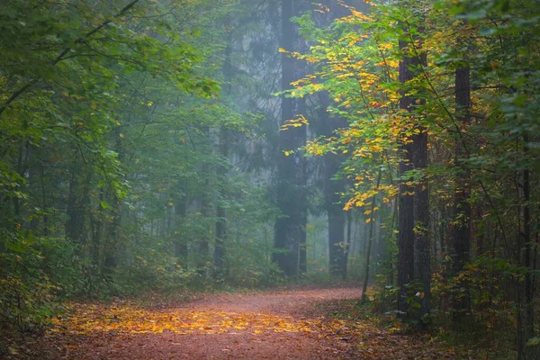 Cesta Lesem Tajemné Ranní Mlze Přirozený Tunel Barevných Stromů Modré — Stock fotografie