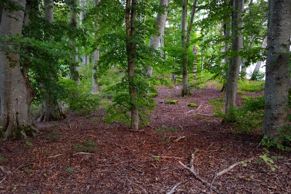 Mörkgröna Bokträd Vid Solnedgången Gamla Trädstammar Närbild Skogsgolv Färgglada Torra — Stockfoto