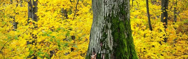 Close-up of deciduous trees with colorful green, yellow, red, orange leaves. Mighty mossy tree trunks close-up. Gauja national park in Sigulda, Latvia. Autumn colors, seasons. Panoramic view