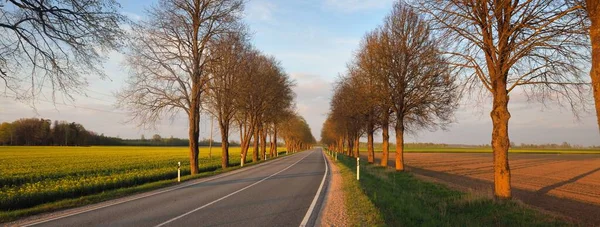 Empty Highway Agricultural Countryside Fields Sunset Alley Tall Deciduous Trees — Stock Photo, Image