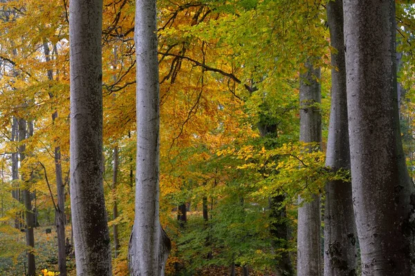 Pintoresco Paisaje Del Bosque Haya Dorada Poderosos Troncos Árboles Coloridas — Foto de Stock