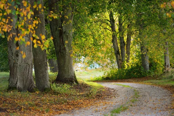 一条空旷的乡间小路 穿过五彩缤纷的落叶树 长满了绿色 红色和黄色的叶子 天然隧道夕阳西下生态旅游 自行车 — 图库照片