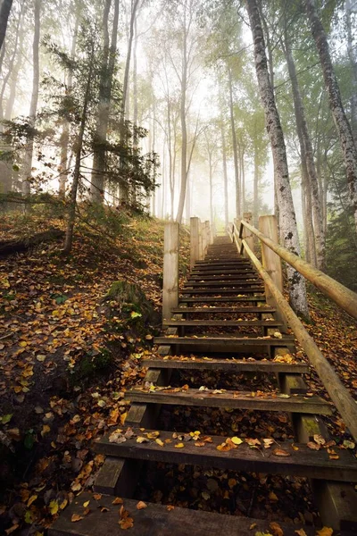 Vista Ángulo Bajo Escalera Del Bosque Madera Una Niebla Del — Foto de Stock