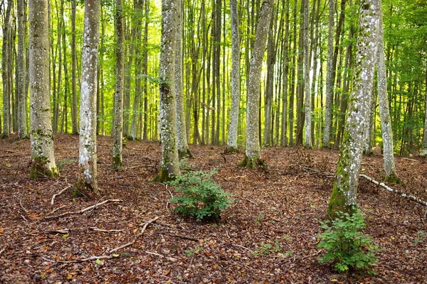 深绿色山毛榉树 古树树干特写 森林地面有五彩斑斓的干叶 早秋阳光 大气景观 纯自然 环境保护 生态旅游 — 图库照片