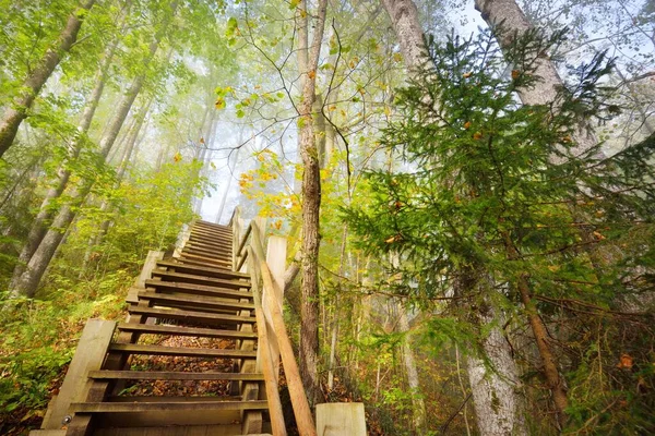 Низкий Угол Обзора Деревянной Лесной Лестницы Тумане Восхода Солнца Мягкий — стоковое фото