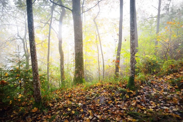 Atmosférická Krajina Lesních Kopců Mlze Při Východu Slunce Zlaté Světlo — Stock fotografie