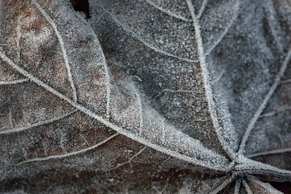 Extreme Close Brown Maple Leaf Crystal Clear Hoarfrost Texture Background — Stock Photo, Image