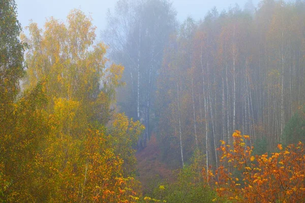 Golden Birch Forest Green Orange Yellow Red Leaves Close Pure — Stock Photo, Image