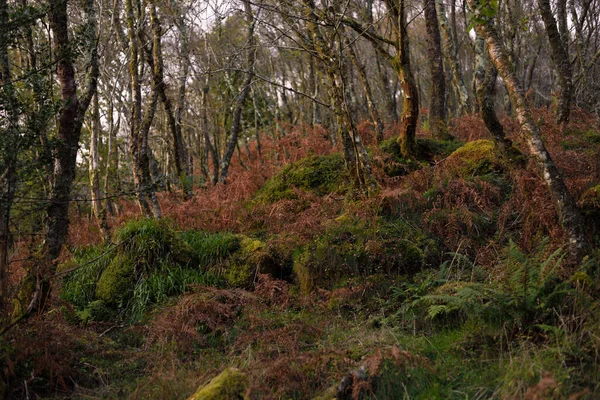 Lélegzetelállító Kilátás Skót Esőerdőre Ősi Fák Moha Páfrány Közelkép Tiszta — Stock Fotó