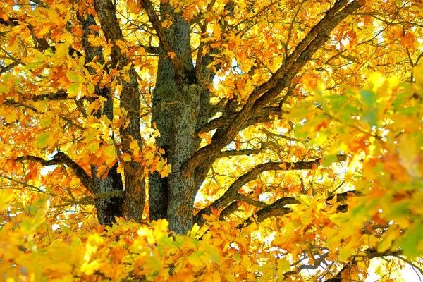 Machtige Eikenboom Met Kleurrijke Gele Oranje Gouden Bladeren Close Zonnestralen — Stockfoto