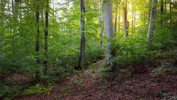 Faia Verde Escuro Árvores Troncos Árvores Antigas Close Chão Floresta — Fotografia de Stock