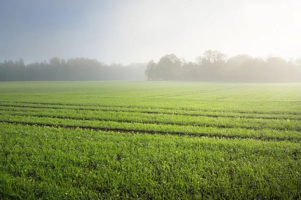 Champ Agricole Vert Labouré Avec Tracteurs Forêt Lever Soleil Gros — Photo