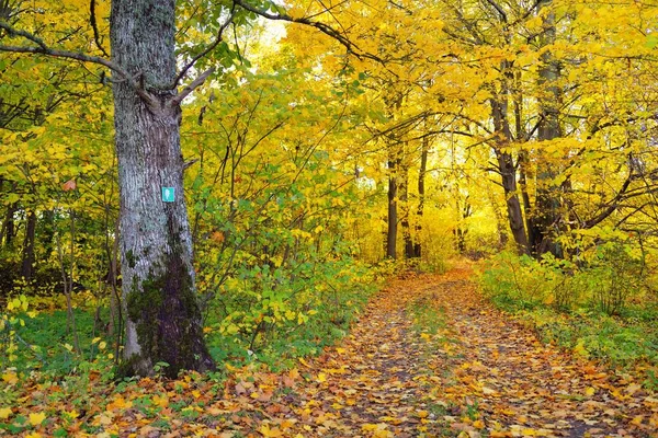 Veien Landevei Smug Skogen Løse Trær Med Fargerike Grønne Gule – stockfoto