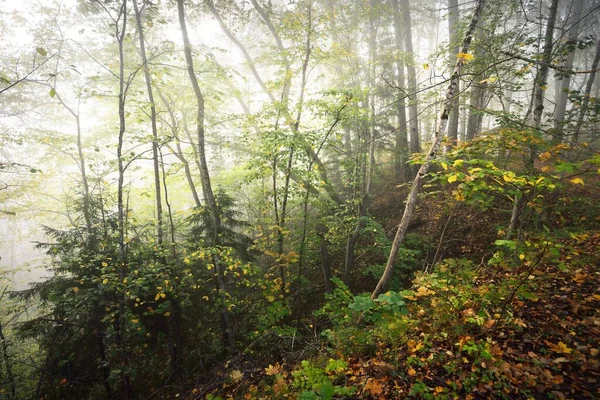 Atmosfærisk Landskab Skovene Bakker Tåge Ved Solopgang Gyldent Lys Solstråler - Stock-foto