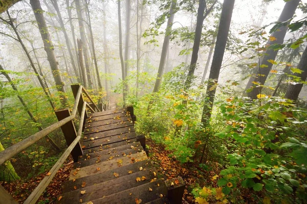 High Angle View Wooden Forest Stairway Sunrise Fog Soft Morning — Stock Photo, Image