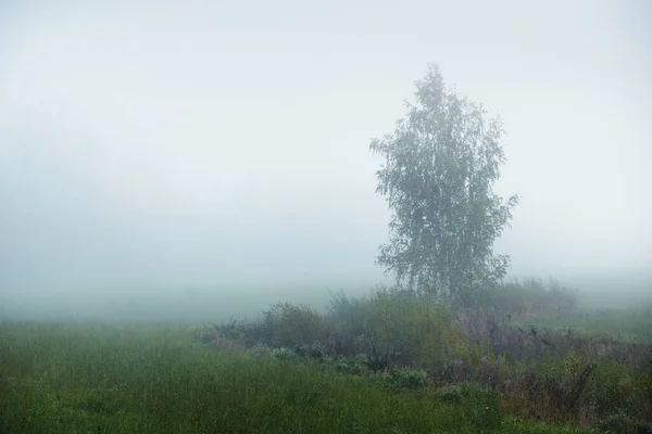 Zöld Vidék Mezőgazdasági Terület Magányos Egy Sűrű Fehér Reggeli Ködben — Stock Fotó