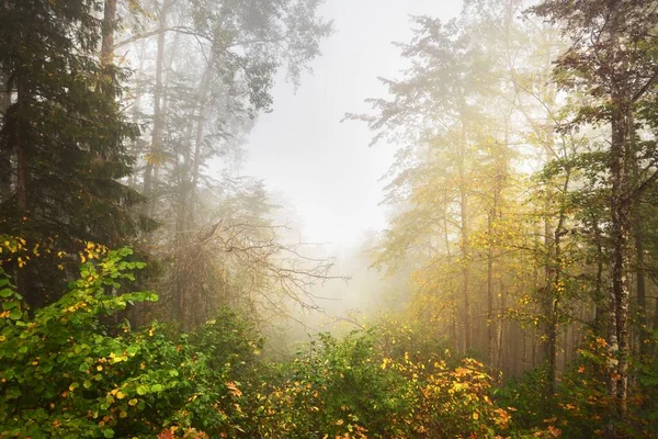 Sfeervol Landschap Van Het Bos Heuvels Een Mist Bij Zonsopgang — Stockfoto