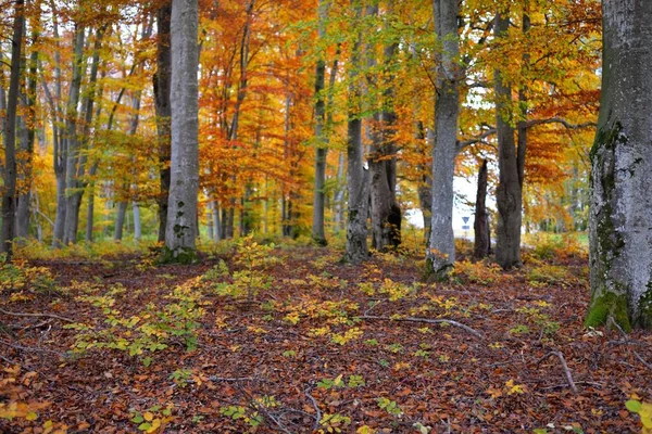 ブナの森の中の丘のパノラマビュー 強力な木の幹 オレンジの葉 牧歌的な秋の風景 生態系 生態系 レクリエーション ドイツ — ストック写真