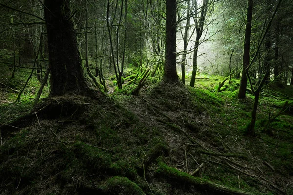 Сцена Темном Лесу Старые Мшистые Ели Листья Папоротника Крупным Планом — стоковое фото