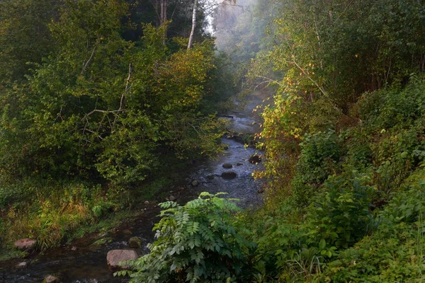 Дикая Река Темном Лесу Рассвете Чистое Утреннее Солнце Солнечные Лучи — стоковое фото
