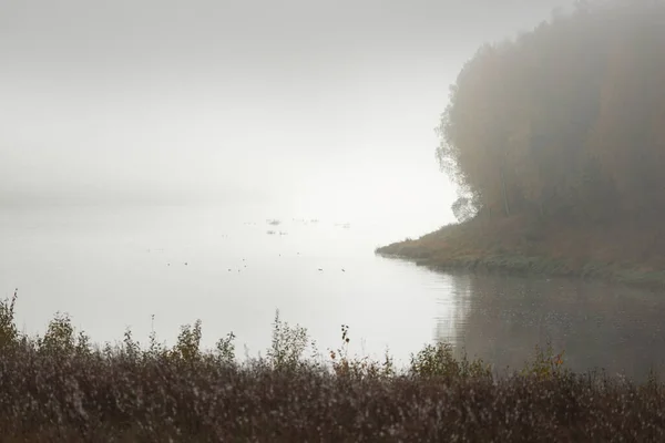 Panoramic View Majestic Golden Birch Forest Bends Daugava River Fog — Stock Photo, Image