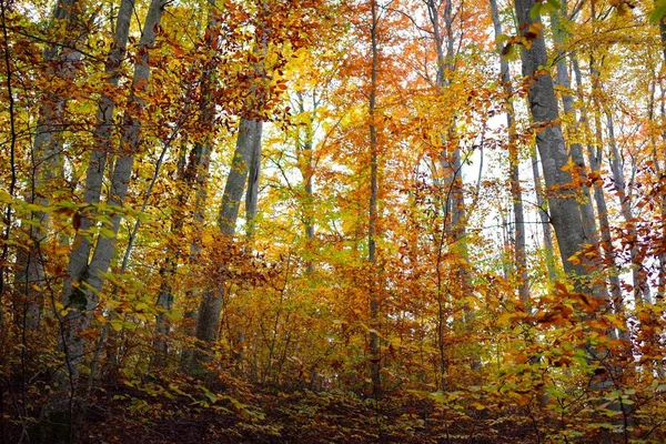 Художній Краєвид Темного Таємничого Букового Лісу Могутні Дерева Жовте Червоне — стокове фото