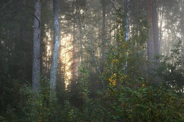 Picturesque Scenery Dark Mysterious Evergreen Forest Morning Fog Sunrise Sunbeams — Stock Photo, Image