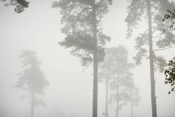 日の出の濃い白い霧の中で常緑樹林の絵のようなモノクロの風景 松やモミの木のクローズアップ 大気の秋の風景 生態系 森林破壊 — ストック写真