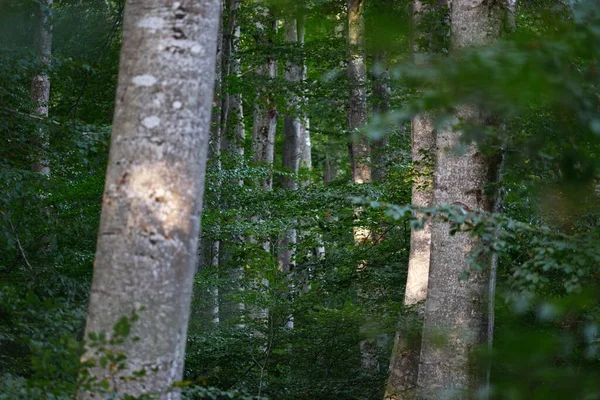 Koyu Yeşil Kayın Ormanının Manzarası Antik Ağaç Gövdeleri Sonbaharın Başında — Stok fotoğraf