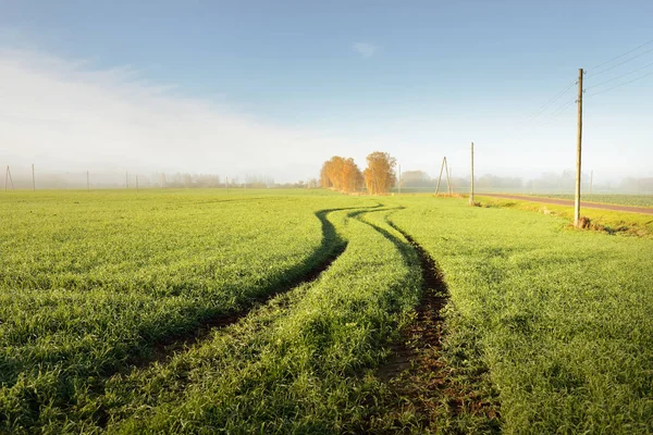 Panoramatický Výhled Zelené Zemědělské Pole Při Východu Slunce Stromy Ranní — Stock fotografie