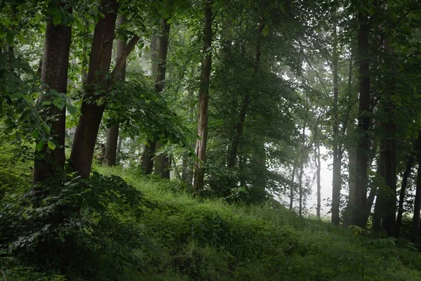 Αρχαία Πράσινα Δέντρα Μια Πρωινή Ομίχλη Κοντινό Πλάνο Λόφοι Του — Φωτογραφία Αρχείου