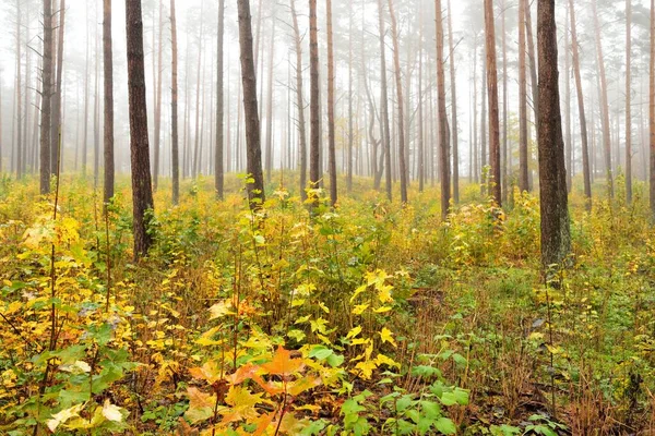 Paesaggio Atmosferico Della Foresta Sempreverde Una Nebbia All Alba Pini — Foto Stock