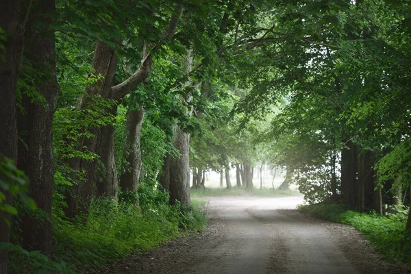 Oscuro Callejón Misterioso Vacío Camino Rural Solo Carril Través Los —  Fotos de Stock