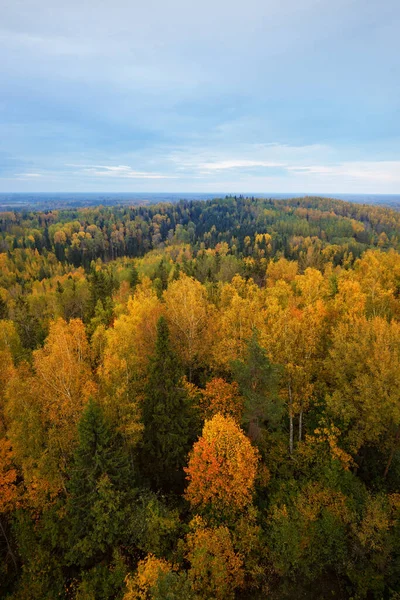 Malowniczy Panoramiczny Widok Lotu Ptaka Kolorowy Jesienny Las Złote Czerwone — Zdjęcie stockowe
