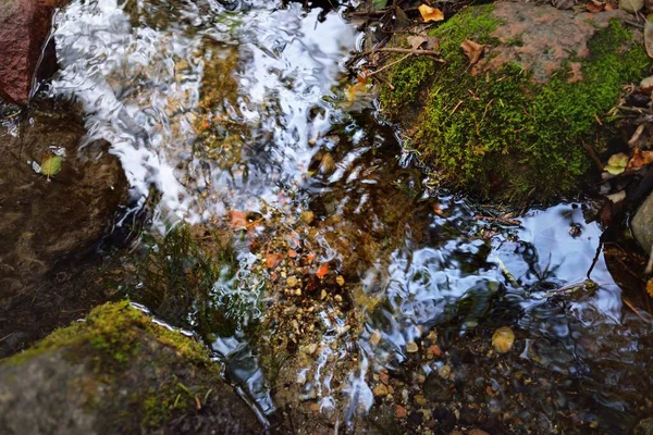 Kleiner Fluss Bach Dunklen Immergrünen Wald Kristallklares Wasser Felsen Moos — Stockfoto