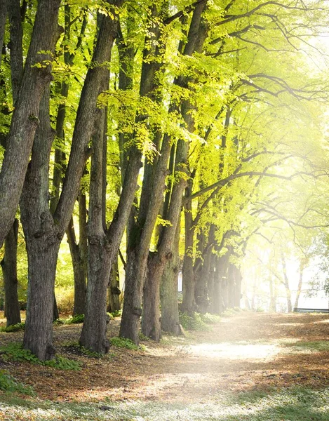 황금빛 나무들 사이로 골목길 나무줄기 사이로 햇빛이 흐르고 목가적 외로움 — 스톡 사진