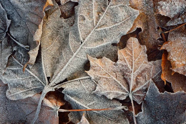 Suelo Del Bosque Hojas Arce Marrón Helada Cristalina Textura Fondo — Foto de Stock