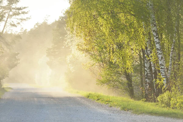 Una Strada Campagna Vuota Tramonto Raggi Sole Tra Gli Alberi — Foto Stock