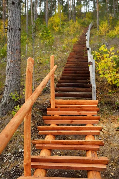 Escalera Forestal Madera Árboles Viejos Pino Abedul Coloridas Hojas Verdes — Foto de Stock